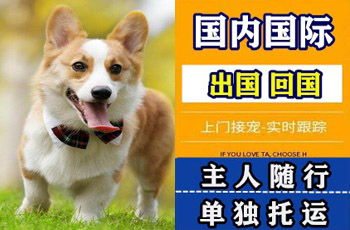 淮南市宠物托运公司淮南市宠物托运公司淮南市宠物托运公司