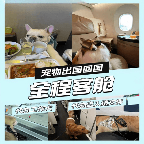 淮南市宠物托运到白俄罗斯宠物入境规定和要求